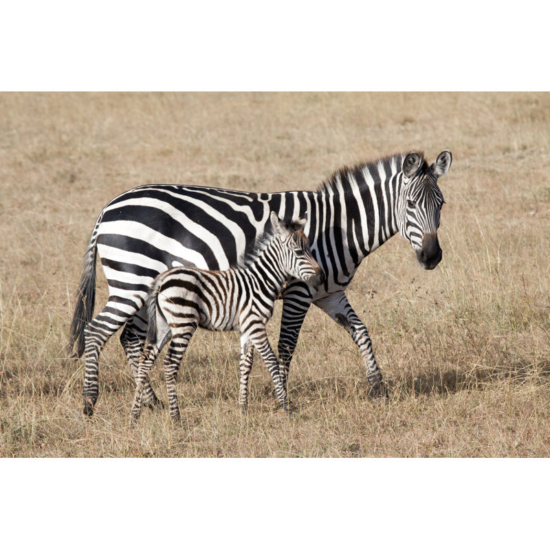 Zebra With Young Foal by Angelika - Wrapped Canvas Print, 51cm H x 76cm W x 3.8cm D
