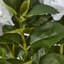 Annitta Plant in Pot-162164945