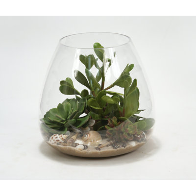 Plantes succulentes, sable et coquillages en terrarium