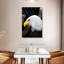 Aigle à tête blanche patriotique Brampt-108453227