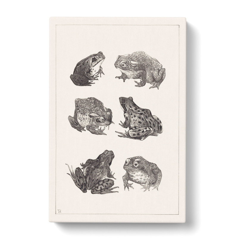 Frogs And Toads by Theo Van Hoytema - Wrapped Canvas, 76cm H x 50cm W x 3cm D