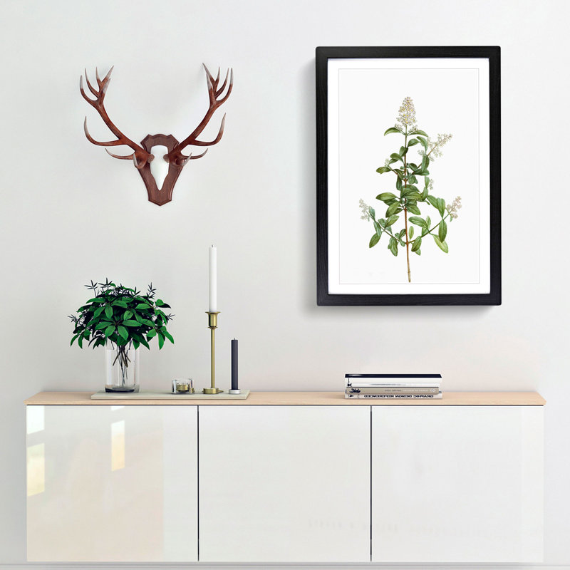 Wild Privet Flowers by Pierre-Joseph Redoute - Picture Frame Painting Print, Black Framed, 65cm H x 48cm W x 2cm D