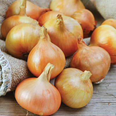 Van Zyverden Onion Sets Yellow Set of 250 bulbs