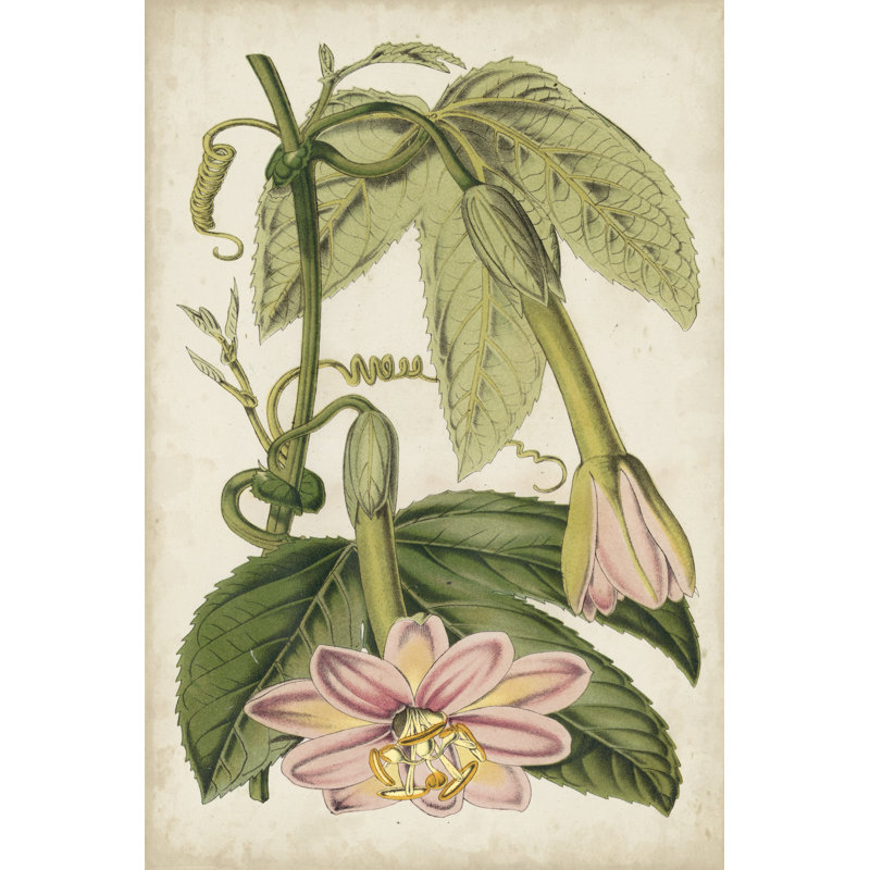 Passion Flower Botanical by Stroobant - Painting, 46 cm H x 30 cm W, Black Floater Framed