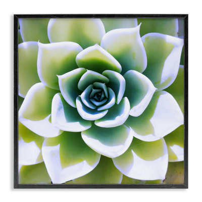 " Green Succulent Nature Close Up " by Irena Orlov