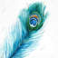 Plume de paon long - impression encadrée avec passe-partout-835065745-835065751