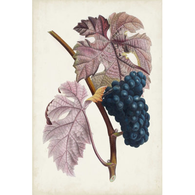 Raisin de Ceinlurier