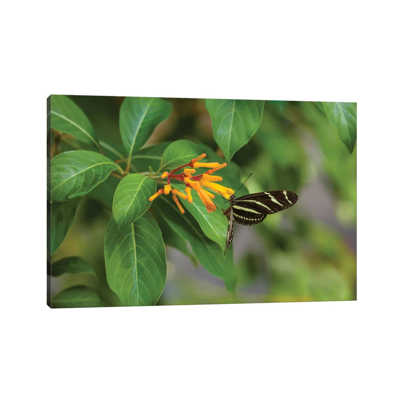 Close-Up Of Zebra Longwing (Heliconius Charithonia) Butterfly Pollinating Flowers, Florida, USA - Wrapped Canvas Print