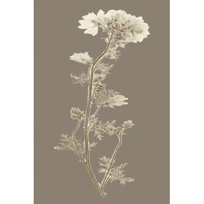 Étude de la nature taupe I
