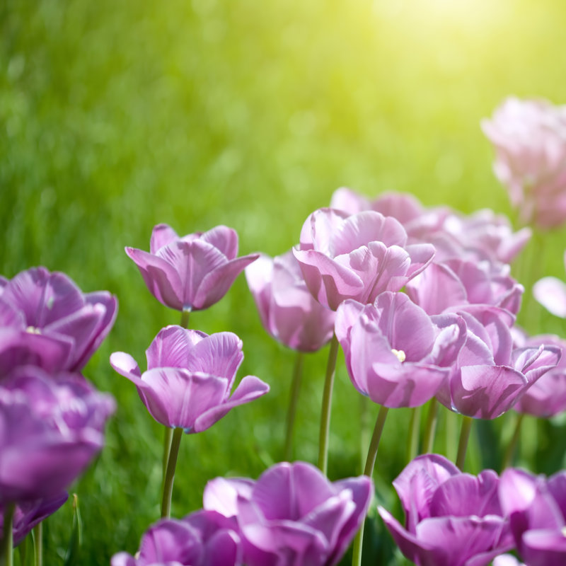 Morrowville Close-up Of Purple Tulips - Wrapped Canvas Print, 30cm H x 30cm W