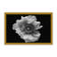 «Nature Inspired Poppy in Mono» par Lotte Grønkjær - photographie encadrée sur papier-131291952-131291951-131291953