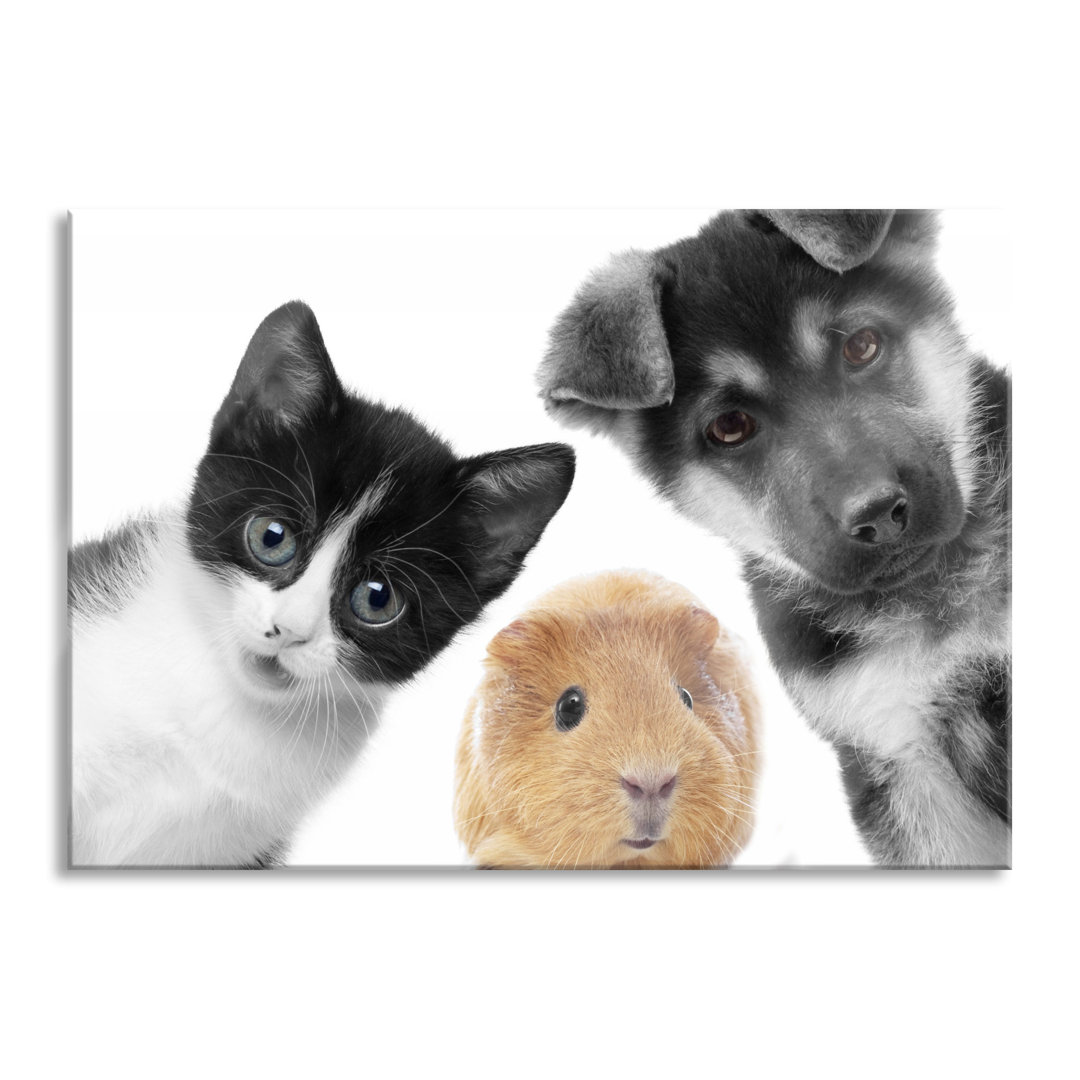 Ungerahmtes Foto auf Glas "Dog, Cat, Guinea Pig Trio"