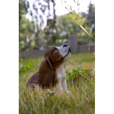 Basset hound chiot