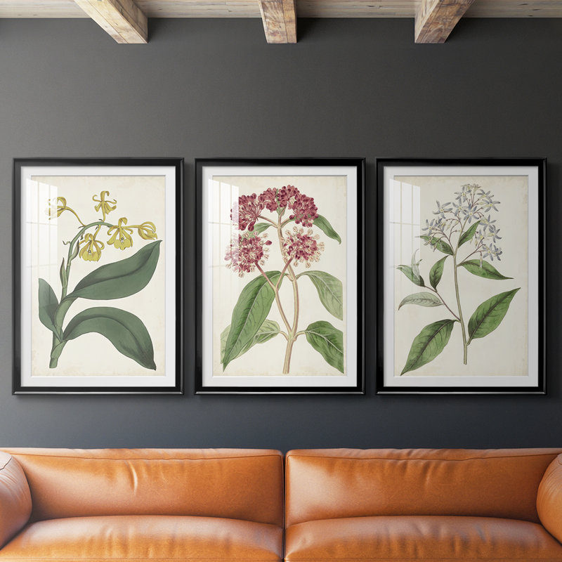 Antique Botanical Collection X - reproduction sur mesure encadrée de qualité supérieure - 3 pièces, H 15 po x l 19 po, Noir