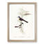 Restless Flycatcher Birds by Elizabeth Gould - Picture Frame Painting Print-55598331-55598333