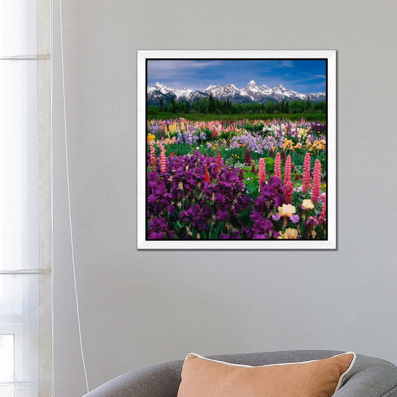 Iris & Lupine Field, Grand Teton National Park, Teton County, Wyoming, Usa by Adam Jones - Print on Canvas