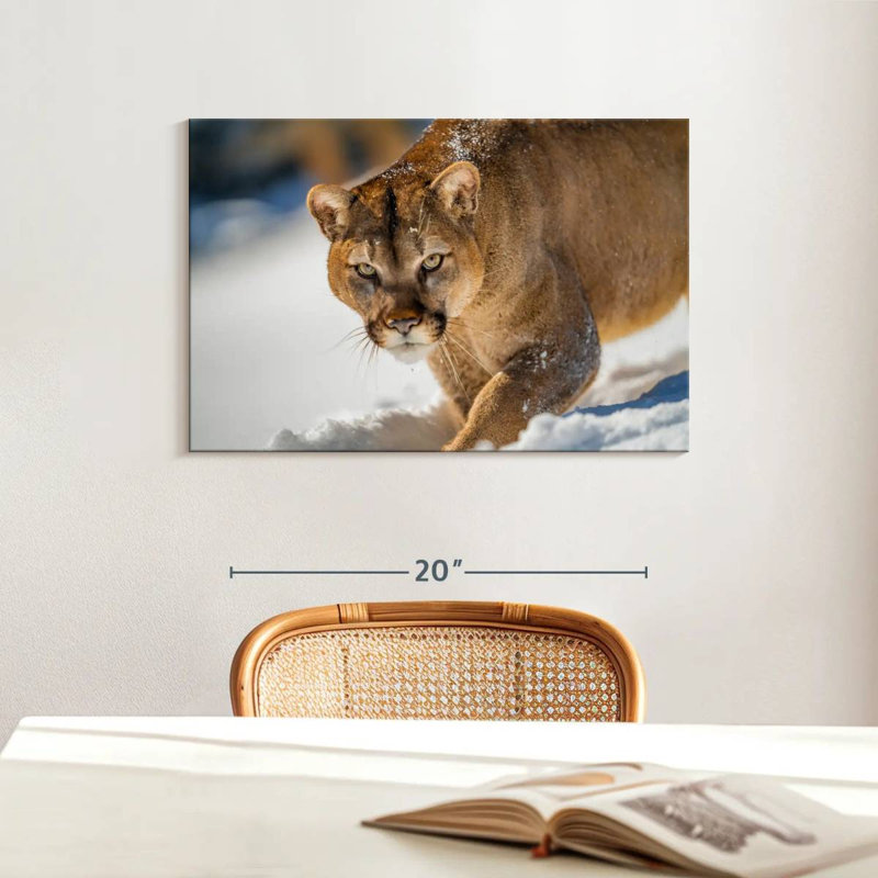 Cougar Brampt dans la neige, H 16 po x l 24 po