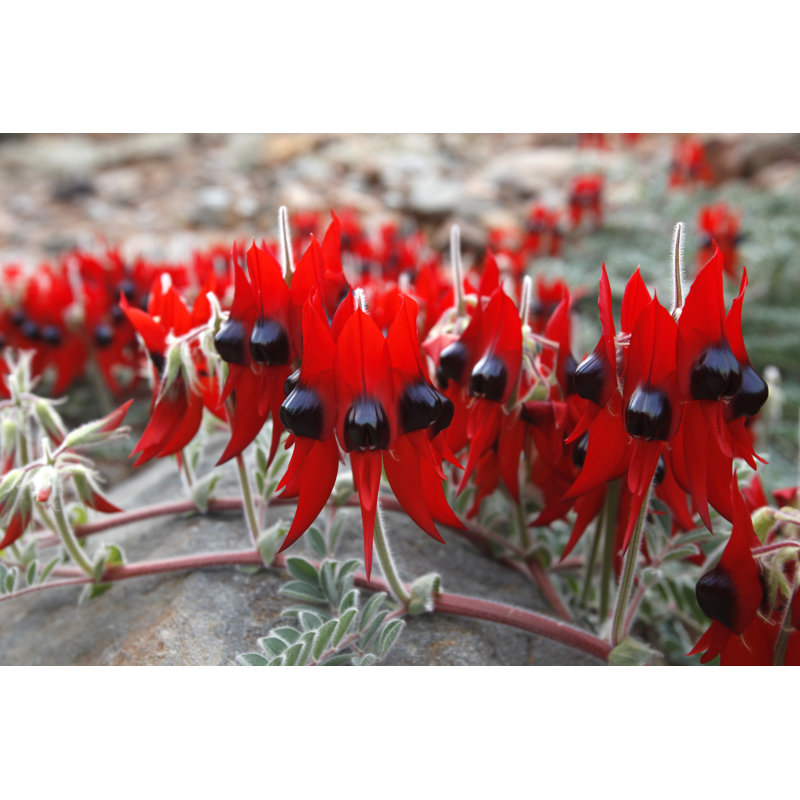 Sturt Desert Pea (Swainsona Formosa) par Tonyfeder, H 20 po x l 30 po