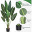 Fausse feuille de bananier en pot-686633105
