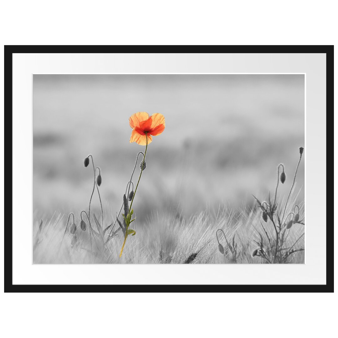 Gerahmtes Poster Rote Mohnblume im Feld