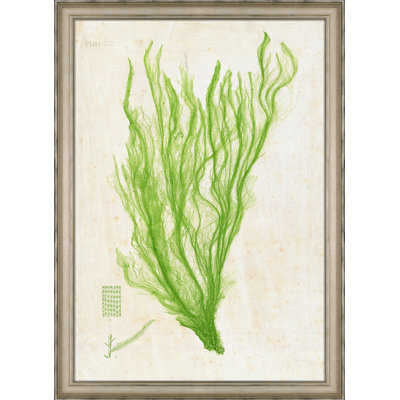 Green Sea Lettuce II - peinture encadrée sur papier