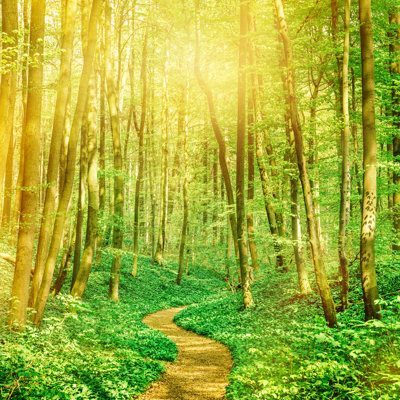 Sunny Forest Path par Nikada