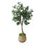 Olive Tree in Cement Pot Wrapped with Bamboo