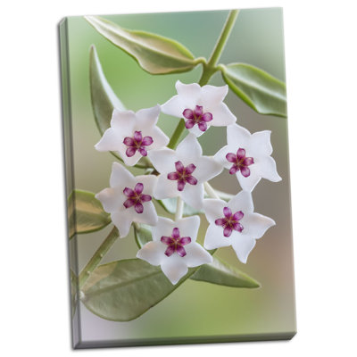 " Hoya Bella Blooms I " Print