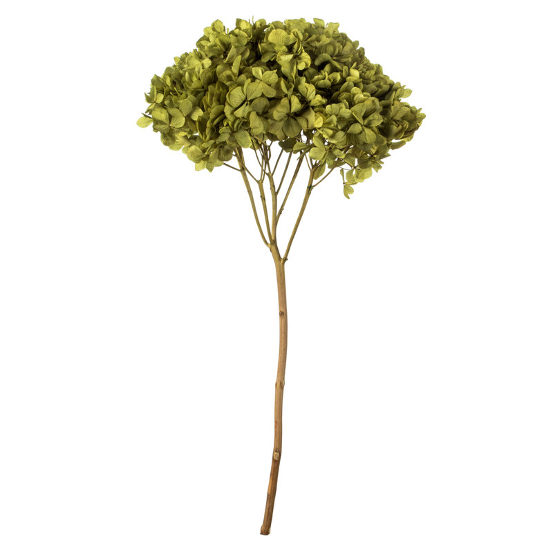 Natural Botanicals 15" Hydrangea with Multiple Branch Segments, Preserved, Antique Moss