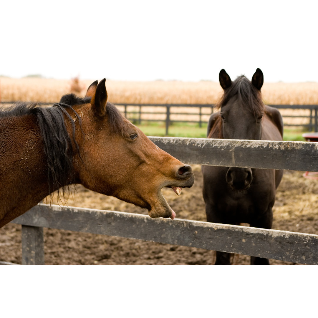 Horsing Around von Klosfoto - Kunstdrucke