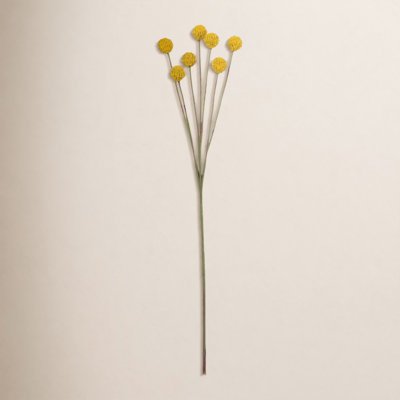Billy Button Stem
