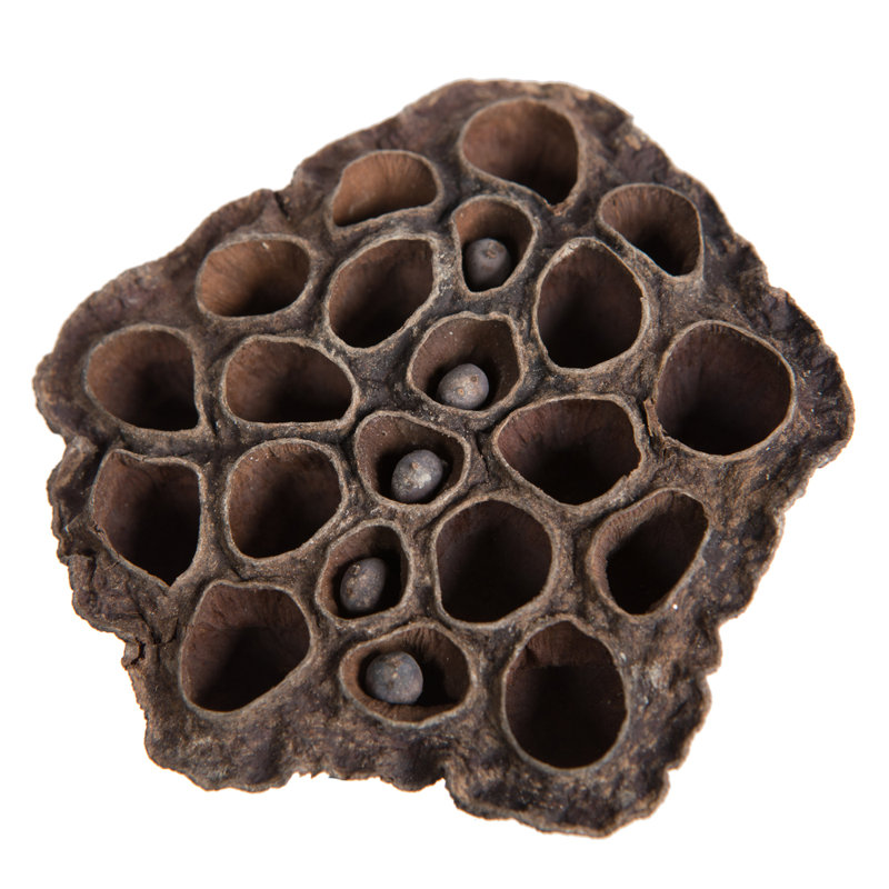 Vickerman Natural Botanicals 2.4"-3.2" Lotus Pod, Medium. Includes 75 pieces per Pack.