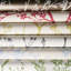 Twiggy Wallpaper-57384804