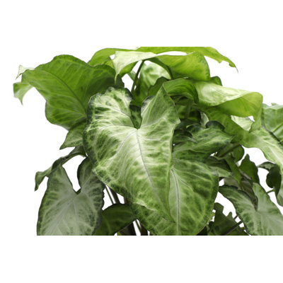 Live White Butterfly Plant in Classic Pot