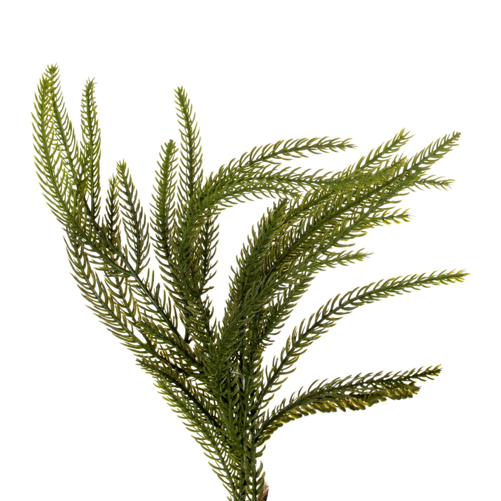 30" Green Norfolk Pine Wreath., 24" x 24"