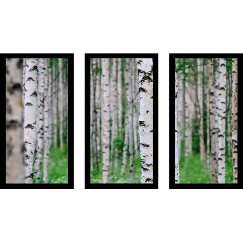 Bouleau, Finlande - Ensemble de 3 reproductions de photos sur acrylique, H 33,5 po x l 52,5 po x P 1 po