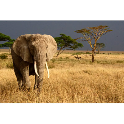 " Elephant " by Cass Settlemyre