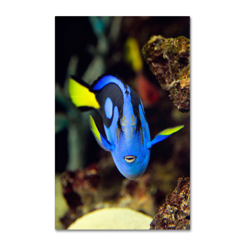 « perroquet fish » par kurt shaffer, reproduction de photo sur toile tendue, H 19 po x l 12 po