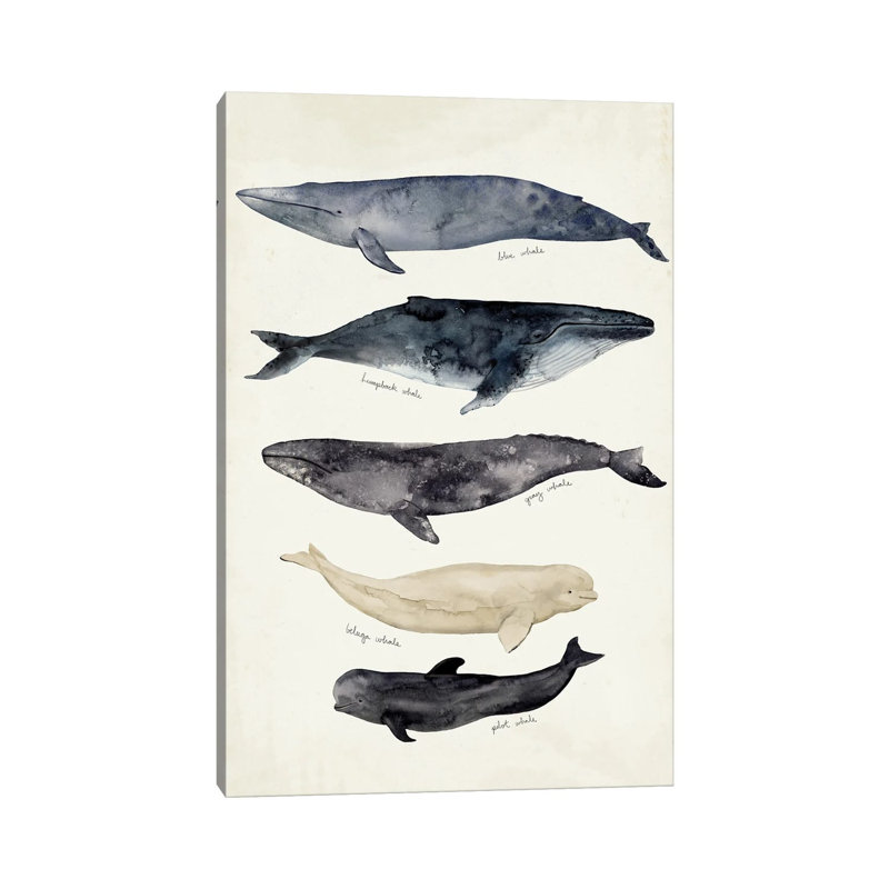 Whale Chart II by Victoria Barnes - Wrapped Canvas Painting, 101.6 cm H x 66.04 cm W x 3.175 cm D