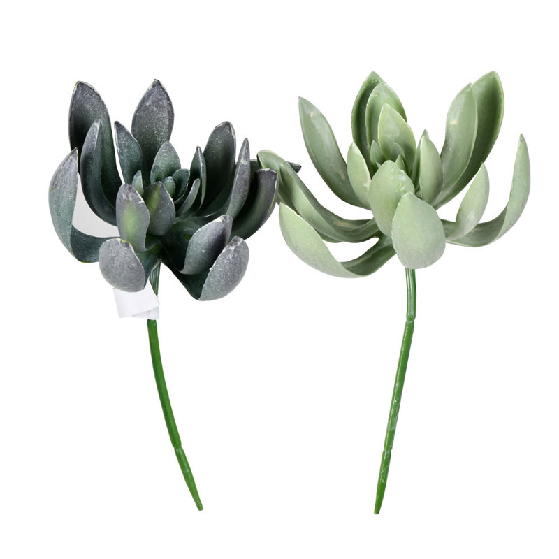 Tige succulente Echeveria