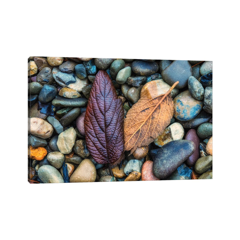 USA, New Jersey, Cape May National Seashore. Leaves On Shore Rocks. by Jaynes Gallery - Wrapped Canvas Gallery-Wrapped Canvas Giclée