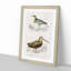 Bird Illustrations PL. 22 by Charles D' Orbigny - Single Picture Frame Painting-55457170-55457171