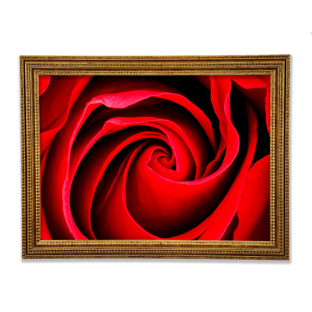 Gerahmtes Leinwandbild Red Rose Silk