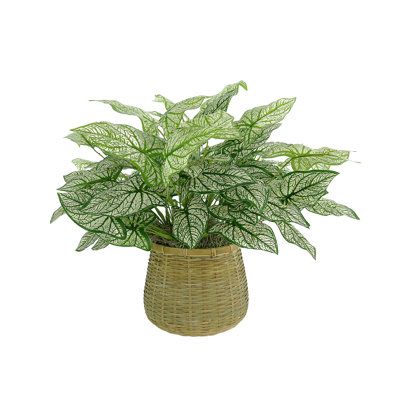 Outdoor UV-Rated Caladium in Basket Planter