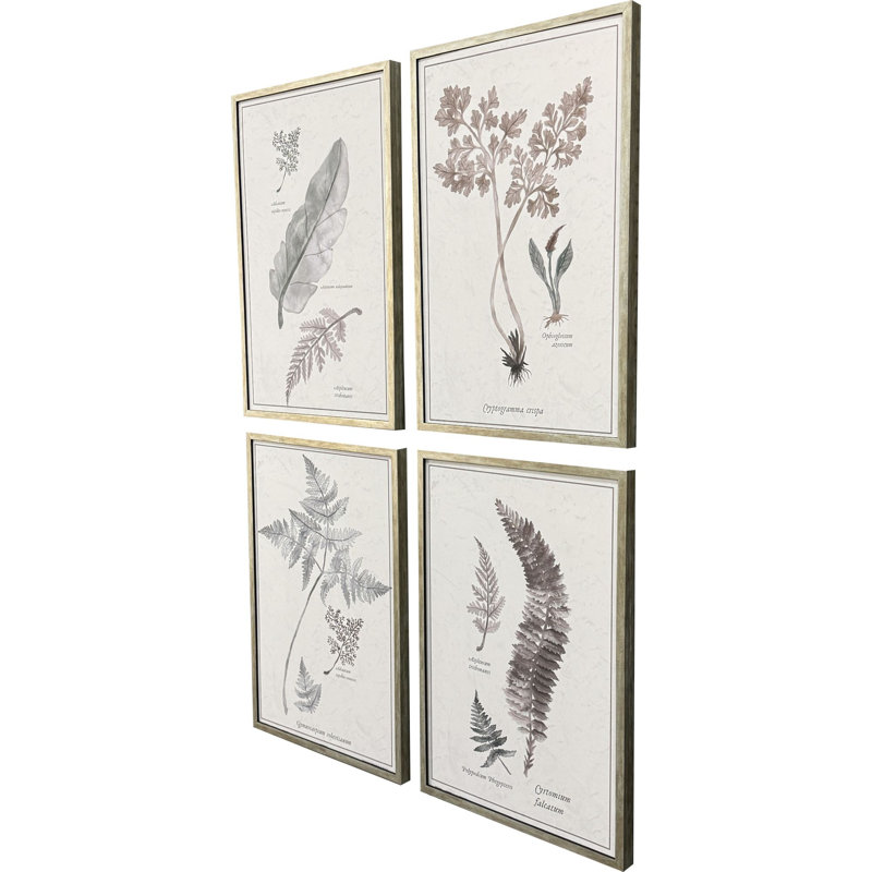 Fern Study Framed Art