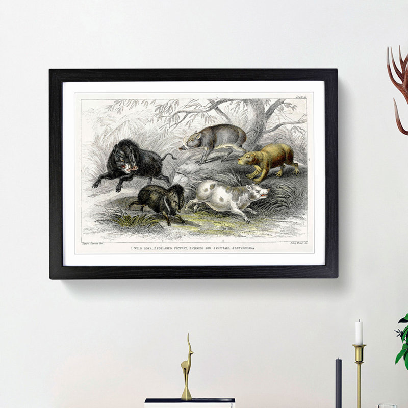 Wild Pig Illustration by Oliver Goldsmith - Framed Print, 27cm H x 36cm W x 2cm D, Black Framed
