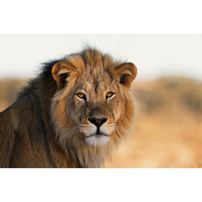The African King by SeymsBrugger - Wrapped Canvas Print, 20cm H x 30cm W
