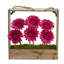 Marguerite dans un panier Gerber August Grove®-24745615