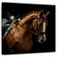 Cheval châtaignier Brampt-109357662