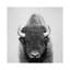 «Buffalo», reproduction d'art-52366867-52366861